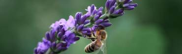 La nostra LAVANDA