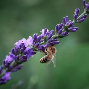 La nostra LAVANDA