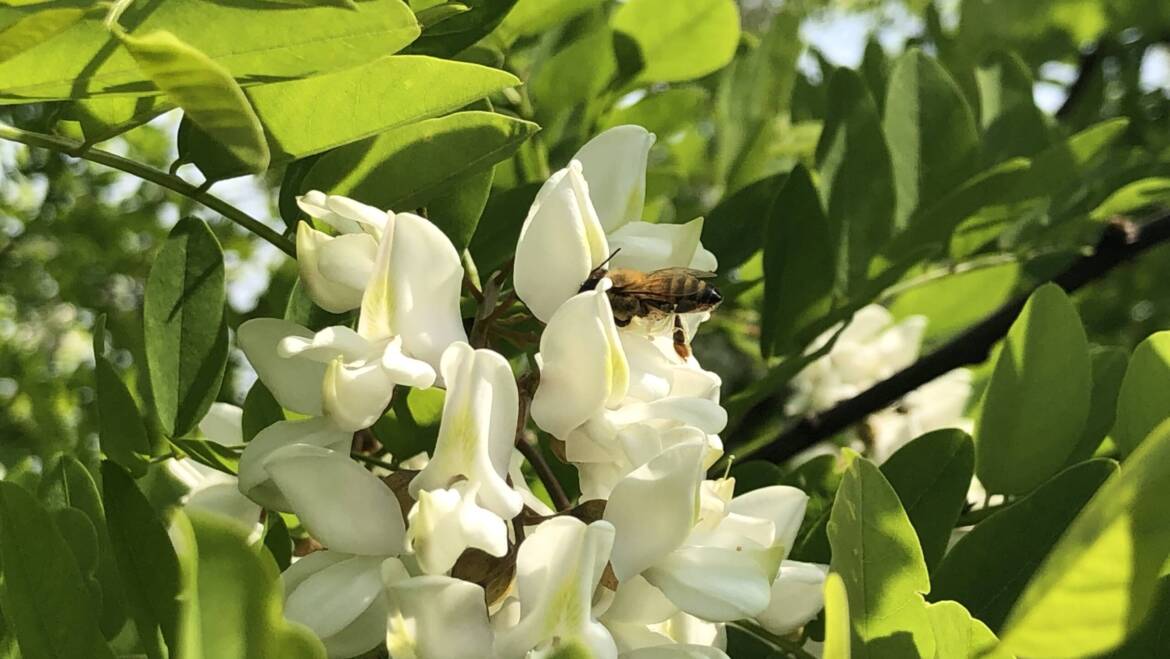 Fioritura acacia