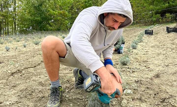 Progetto Lavanda